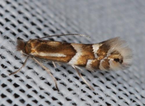 Réf. 198 255 : Phyllonorycter ulmifoliella